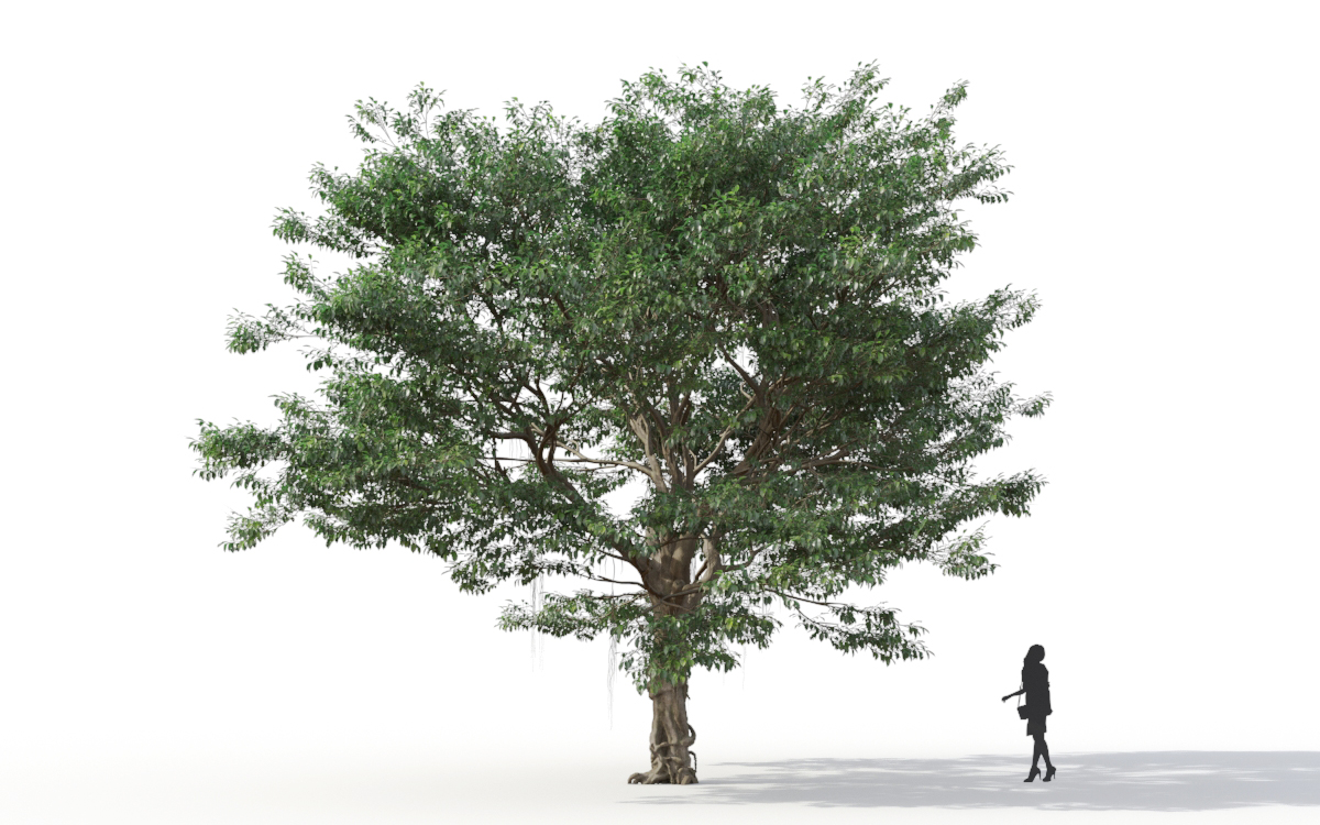 Maxtree - Plant Models Vol.11
