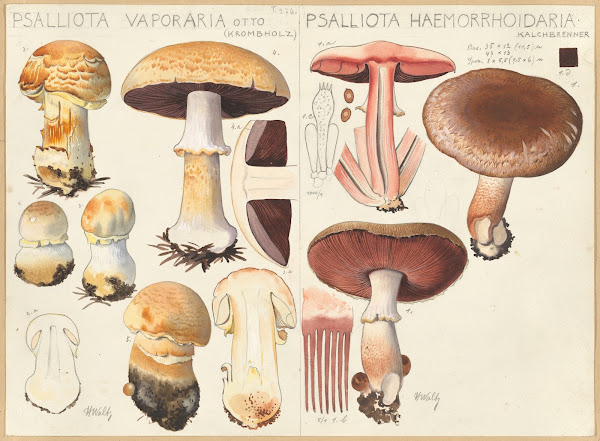 Psalliota vaporaria Psalliota haemorrhoidaria 1915 1945