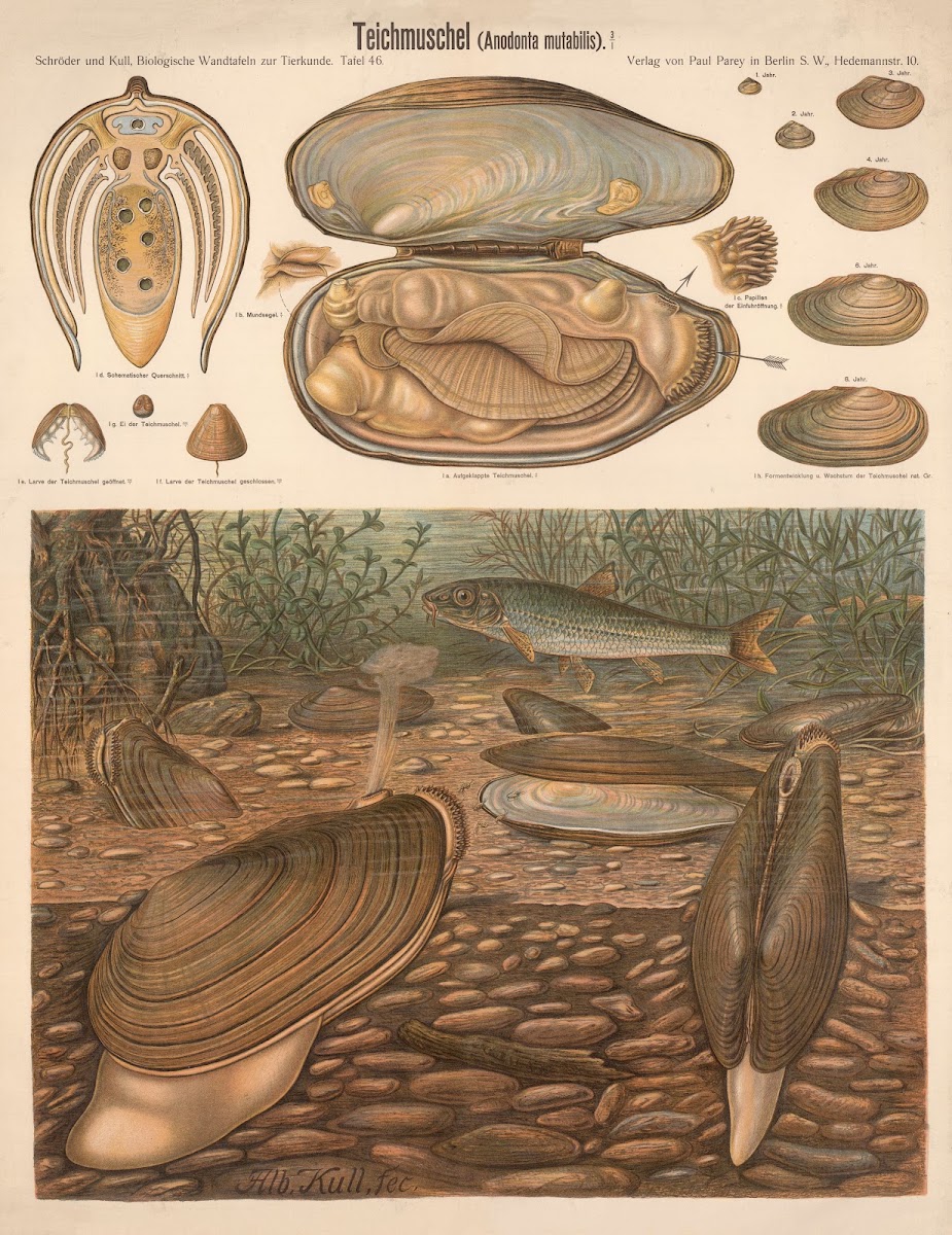 Mussel Anodonta mutabilis