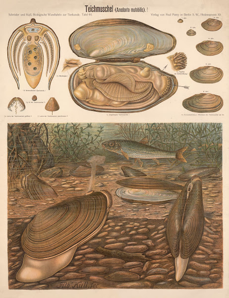 Mussel Anodonta mutabilis