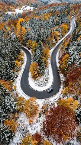 Dramatic Horseshoe Bend Forest