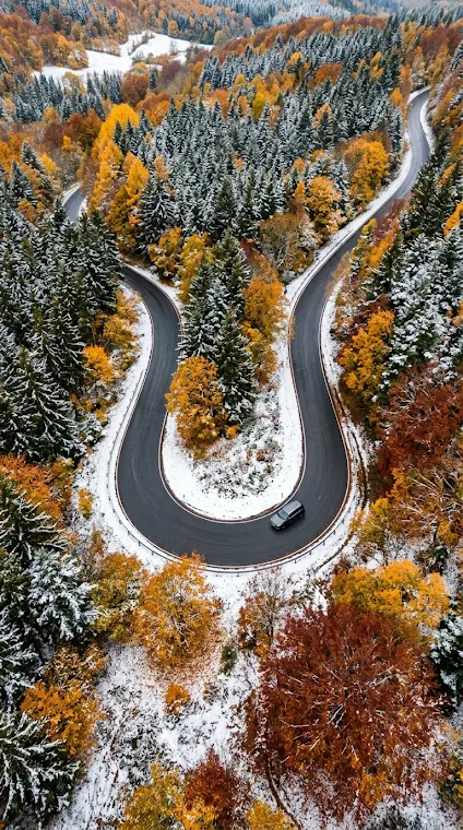 Dramatic Horseshoe Bend Forest