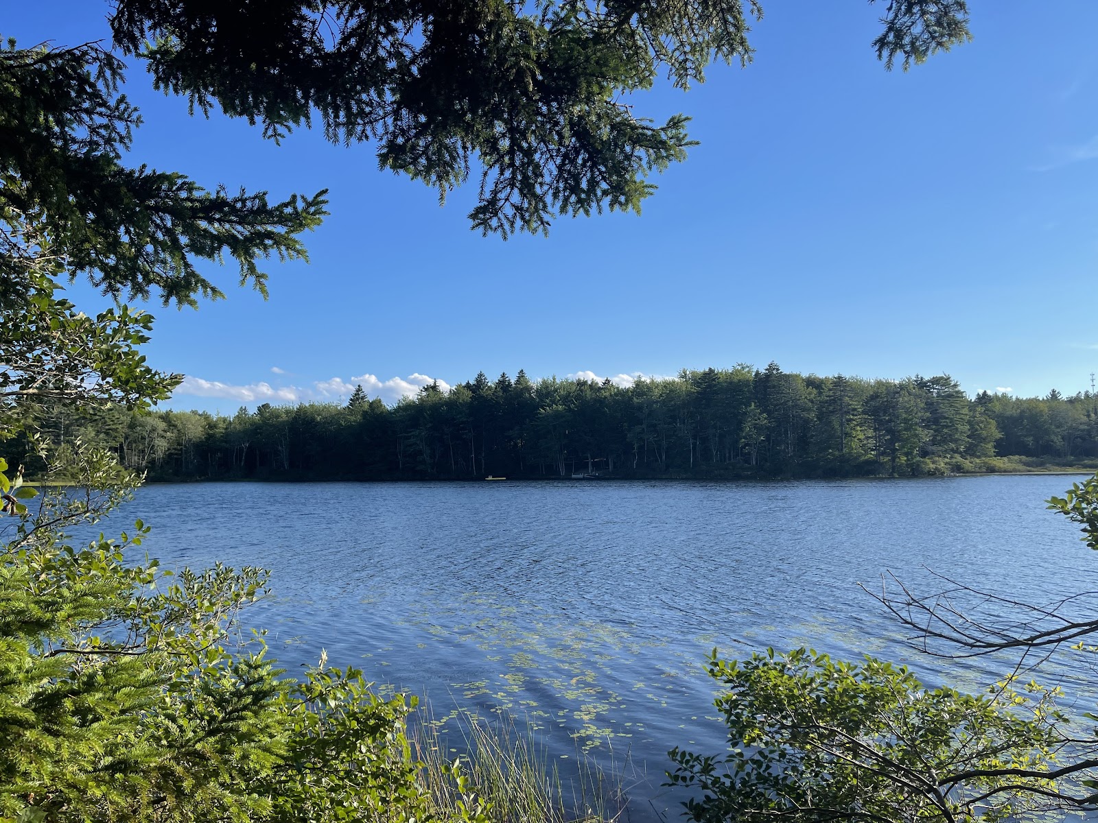 Jones Pond shoreline
