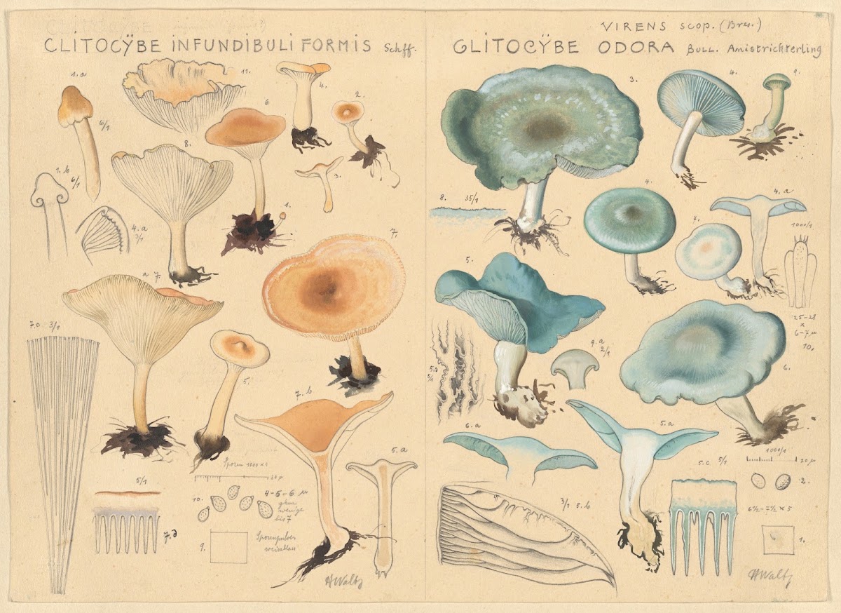 Clitocybe infundibuliformis Clitocybe odora 1915 1945