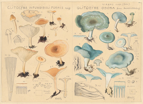 Clitocybe infundibuliformis Clitocybe odora 1915 1945