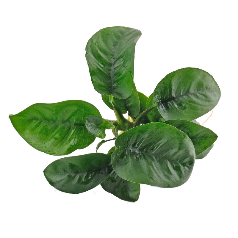Anubias 'Butterfly'