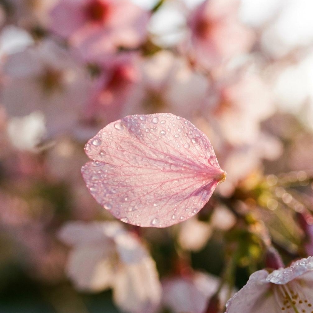 2026 경주 벚꽃 명소: 프리미엄 가이드