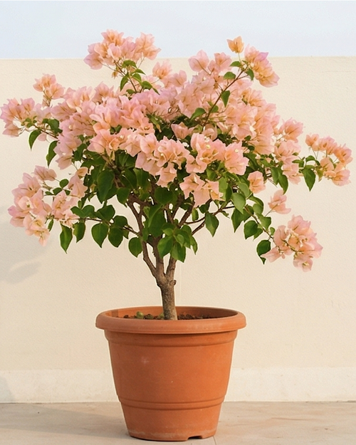 Imported Ada's Joy Bougainvillea Plant