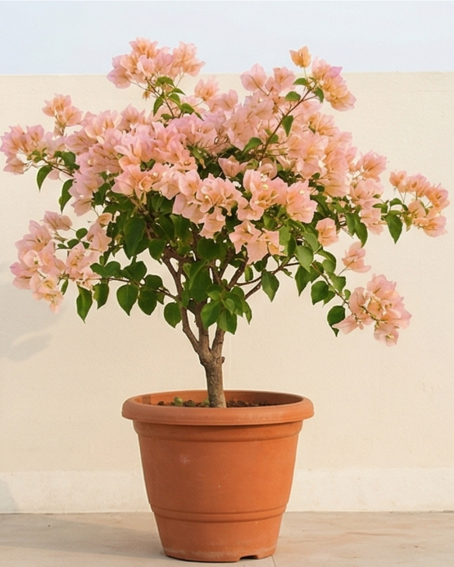Imported Ada's Joy Bougainvillea Plant — view 1