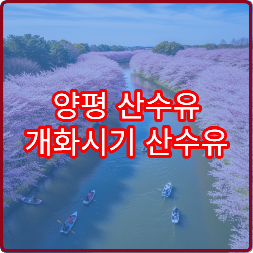 양평 산수유 개화시기 산수유 절정 시기