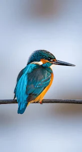 Vibrant Blue and Orange Kingfisher Perched on Branch