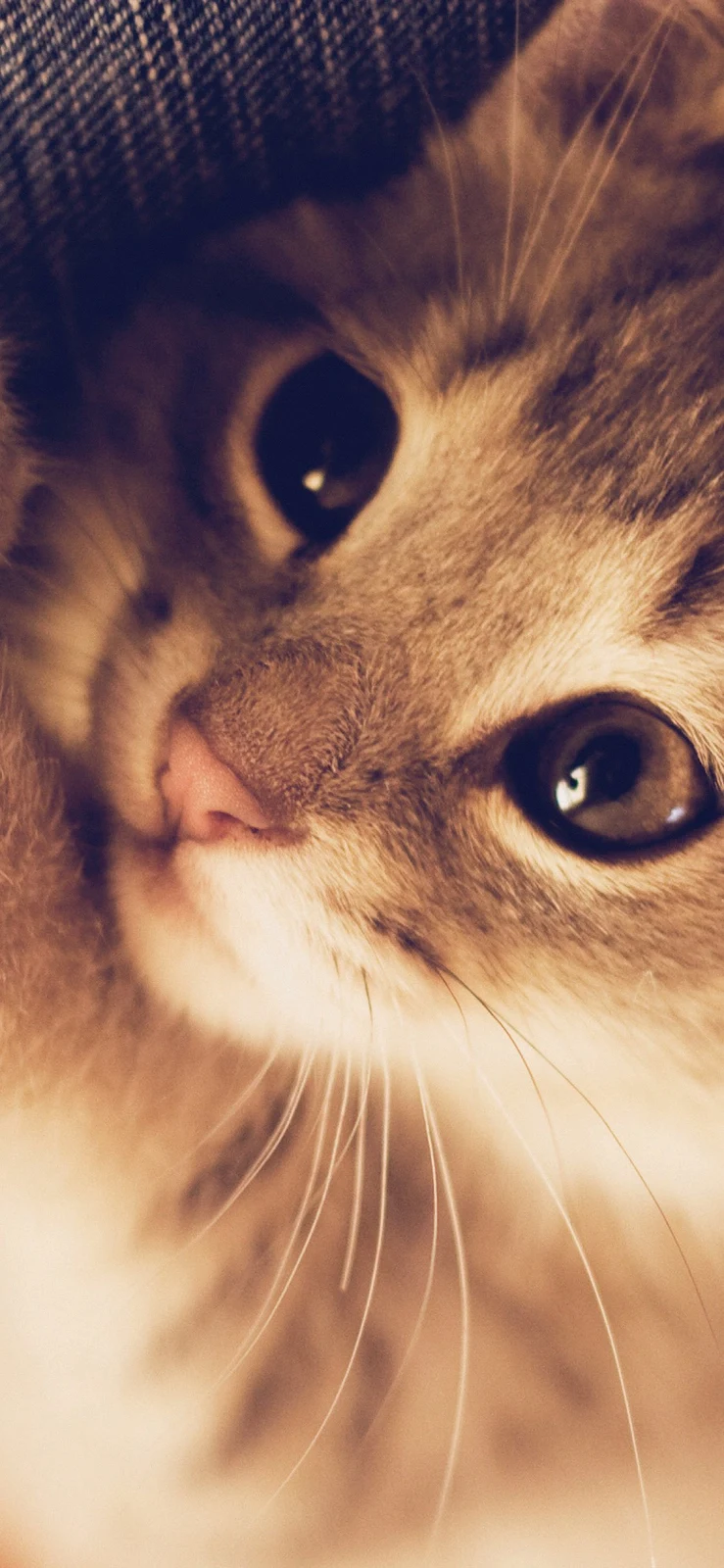 A Cool Cute Cat Full HD iPhone Wallpaper for Free Download in High Quality [1125x2436]
