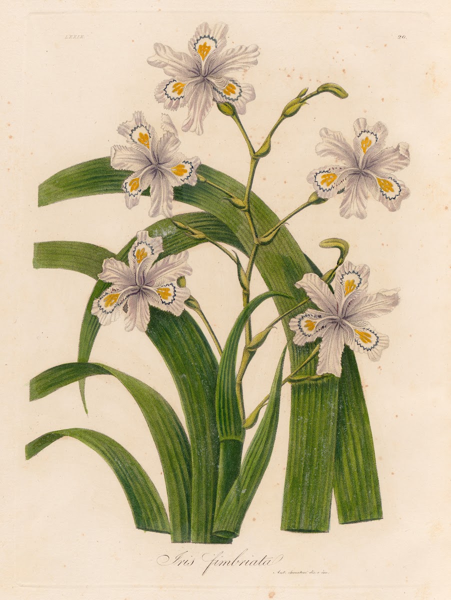 Iris fimbriata 1818 1824