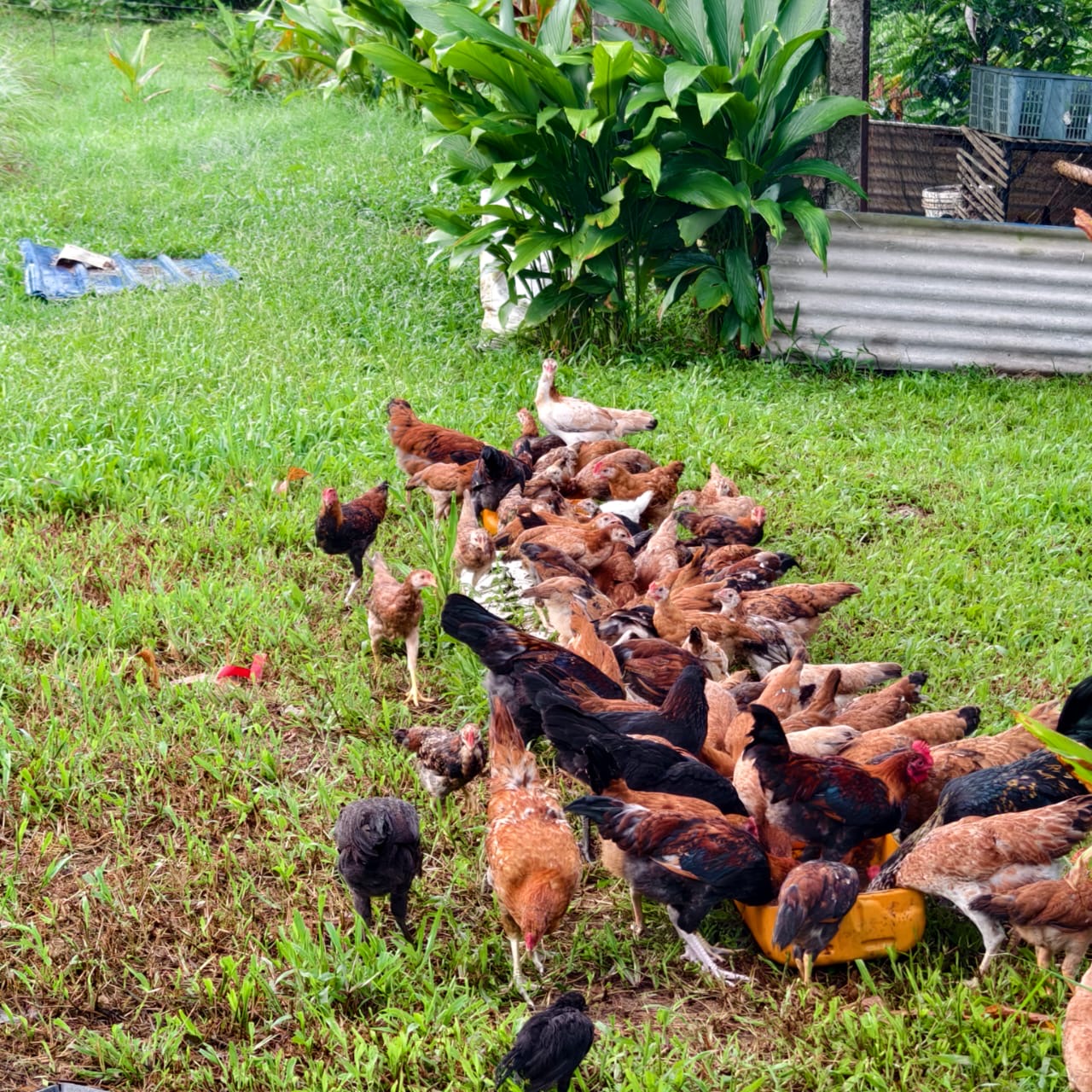 Suasana Hijau Nyaman