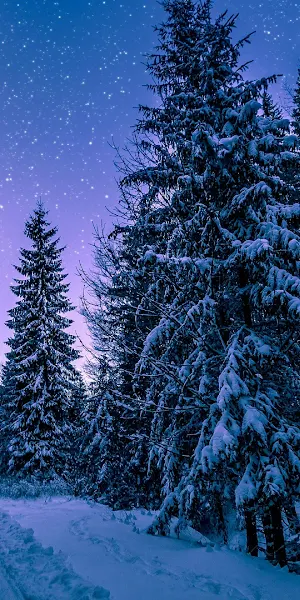 Winter Landscape, Snowy Forest, Night Sky, Pine Trees Full HD Wallpaper Background