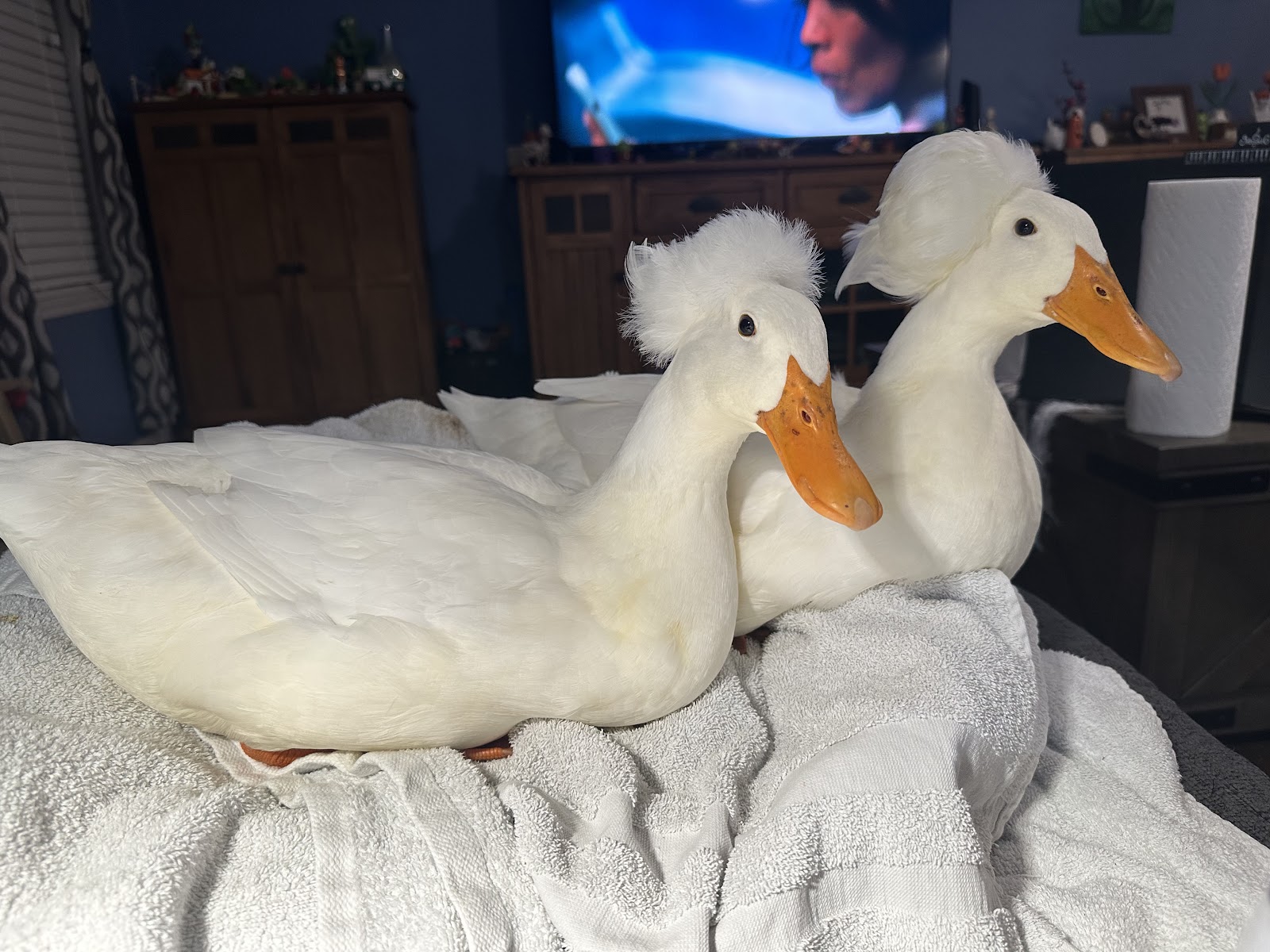 White Crested Duckling