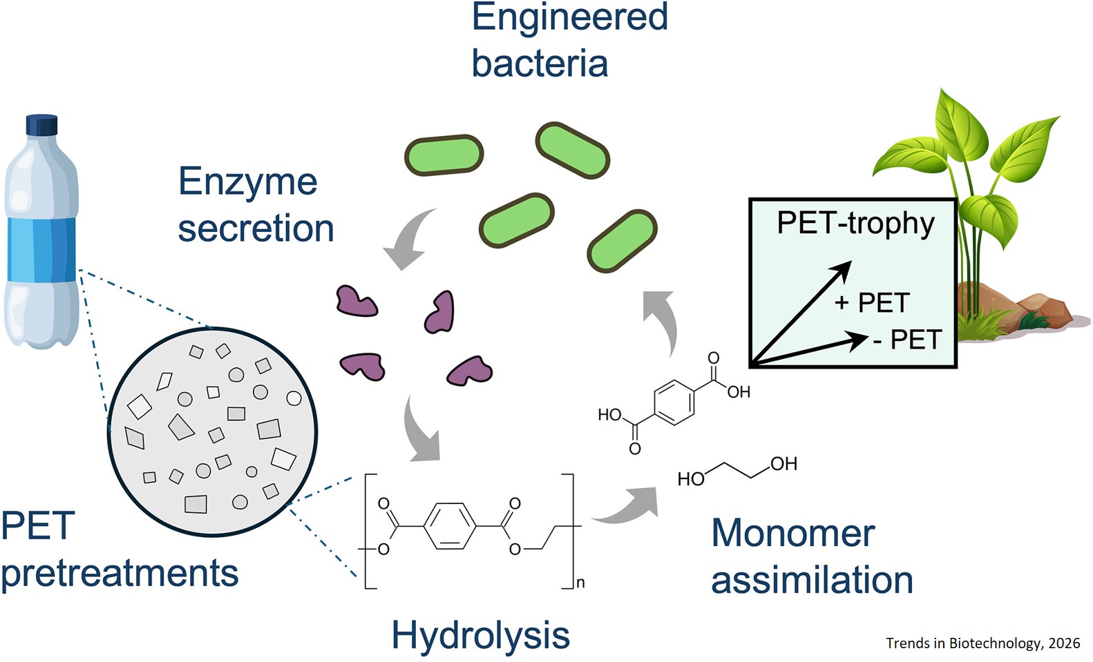 Bacteria engineered to breakdown plastics