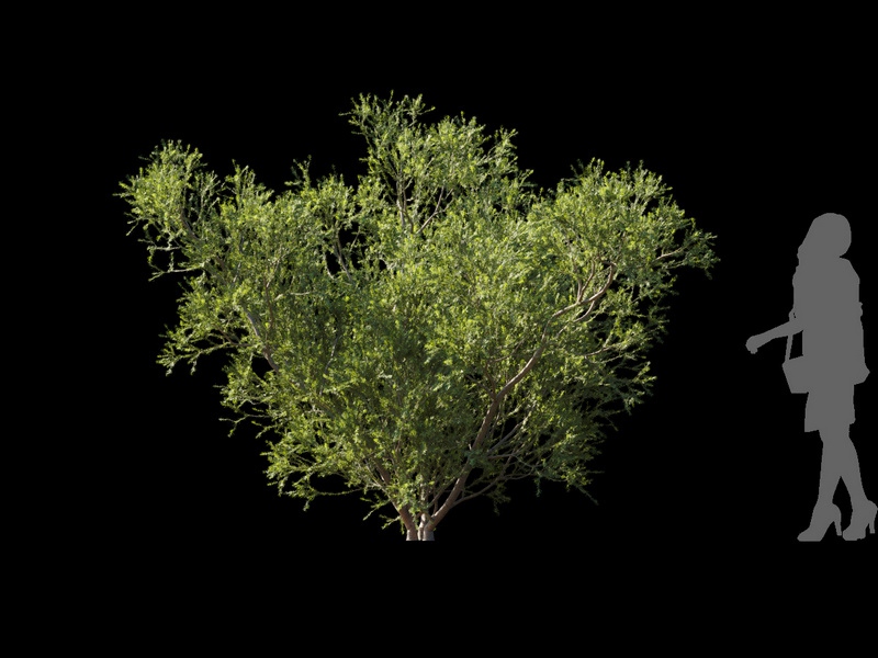 Maxtree - Plant Models Vol.120