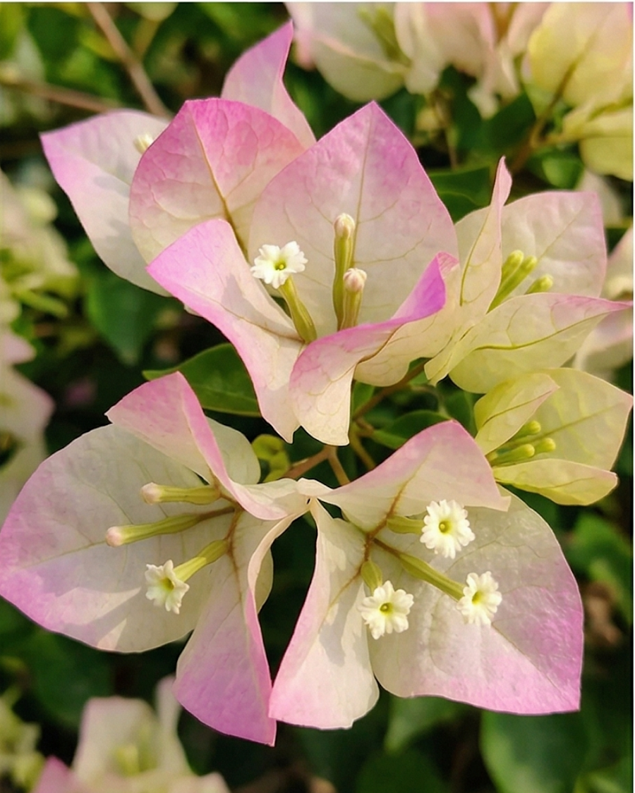 Imported Green Volcano Thai Delight Bougainvillea Plant — view 2