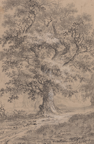 A Leafy Oak by a Woodland Path 1780s