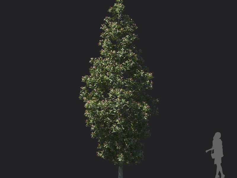 Maxtree - Plant Models Vol.121