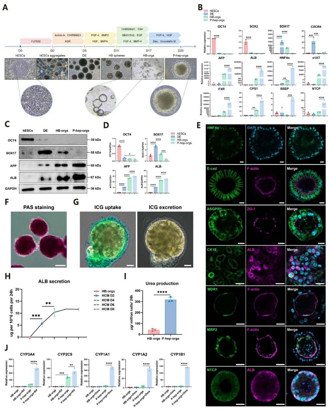 Modeling pathogenesis and progression of metabolic dysfunction-associated steatotic liver disease and therapeutic drug screening using hESC-derived mature polarized hepatocyte organoids