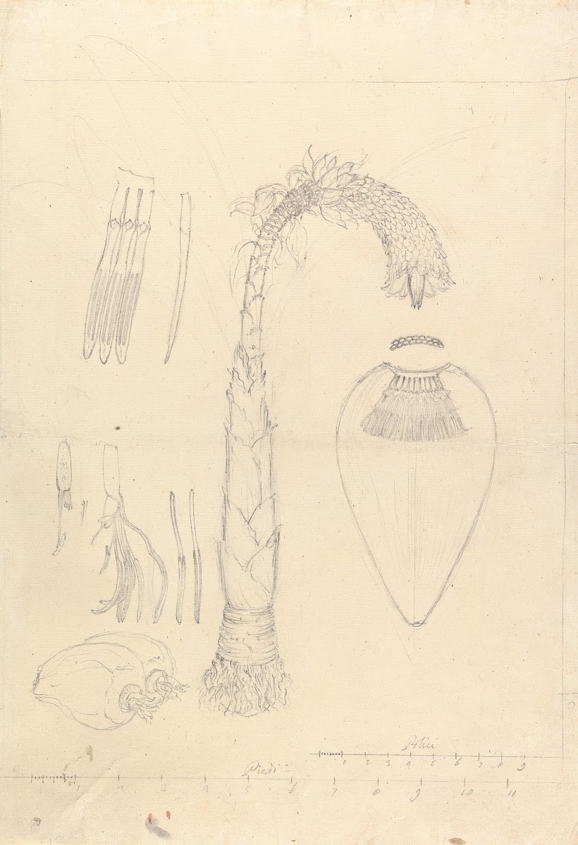 Ensete ventricosum