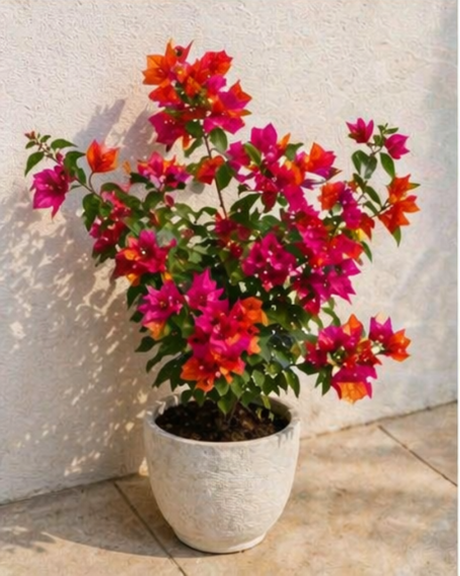 Imported Monduring Bougainvillea Plant — view 3