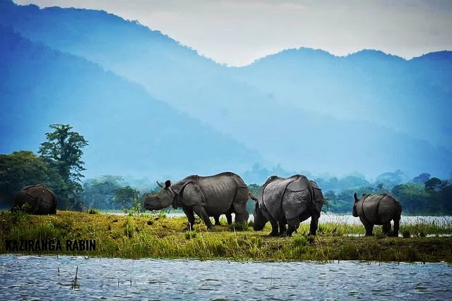 344|KAZIRANGA TOUR PACKAGE 2N