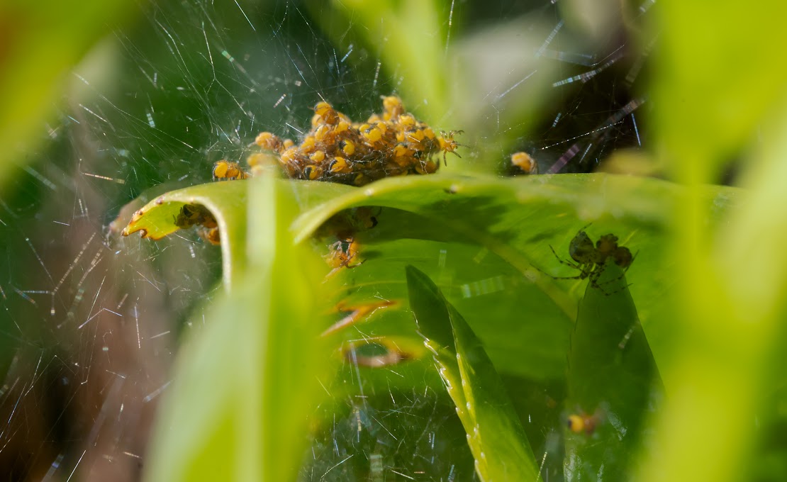 Araneus diadematus