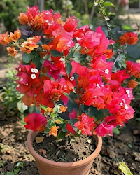 Imported Red Wonder Bougainvillea Plant