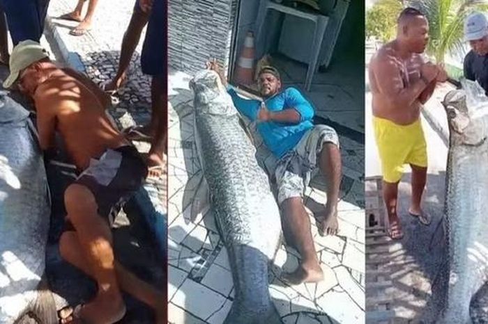 Ngư dân bắt được con cá khổng lồ dài 1,9m và nặng 120kg - Tạp chí Người Đưa Tin