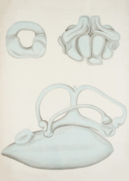 The inner ear 19th century