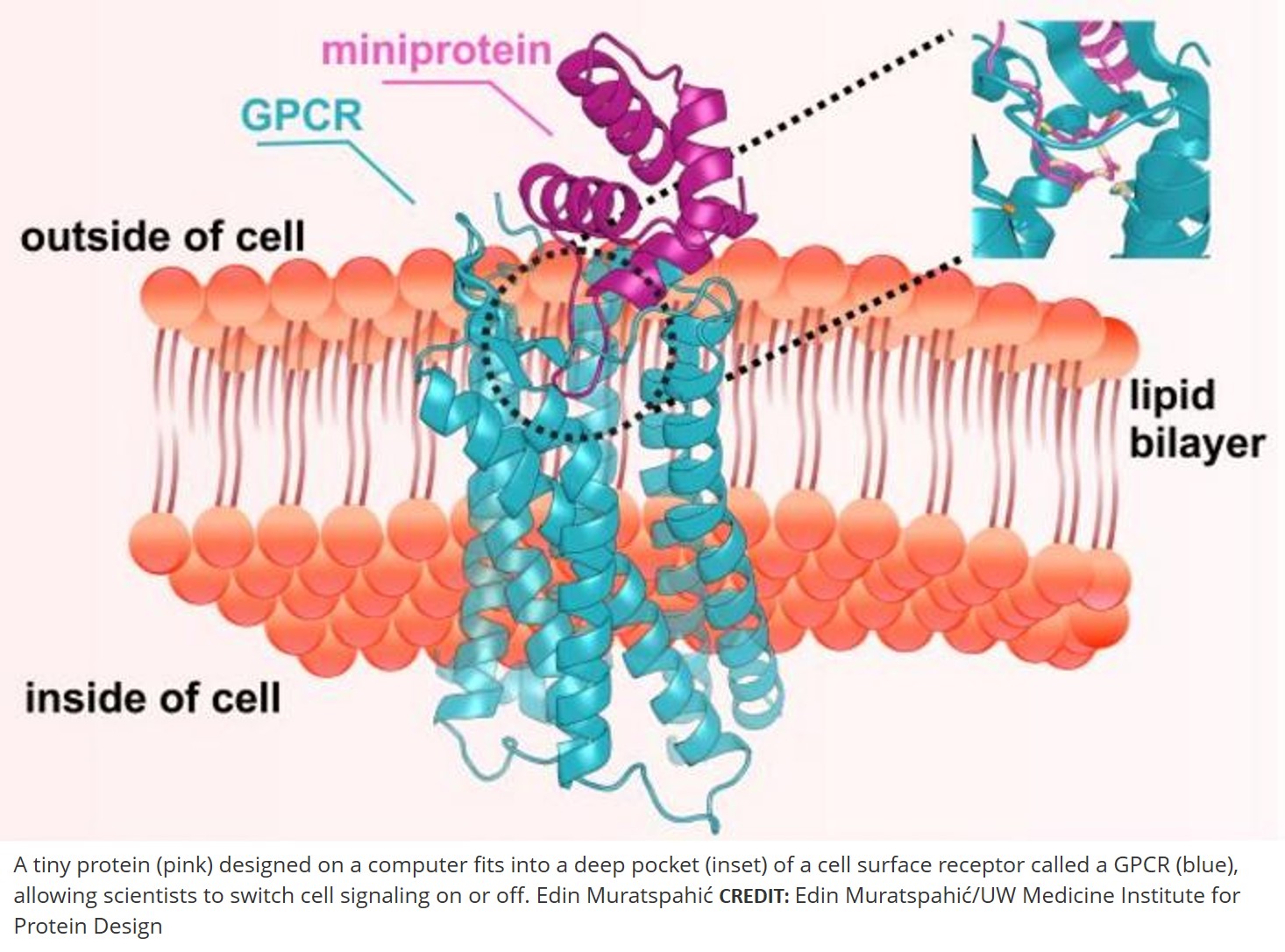 AI to design miniproteins targeting GPCRs