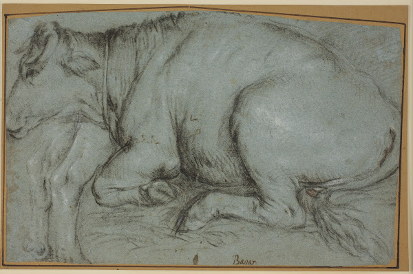 Lying cow and study for the hind legs of a standing cow