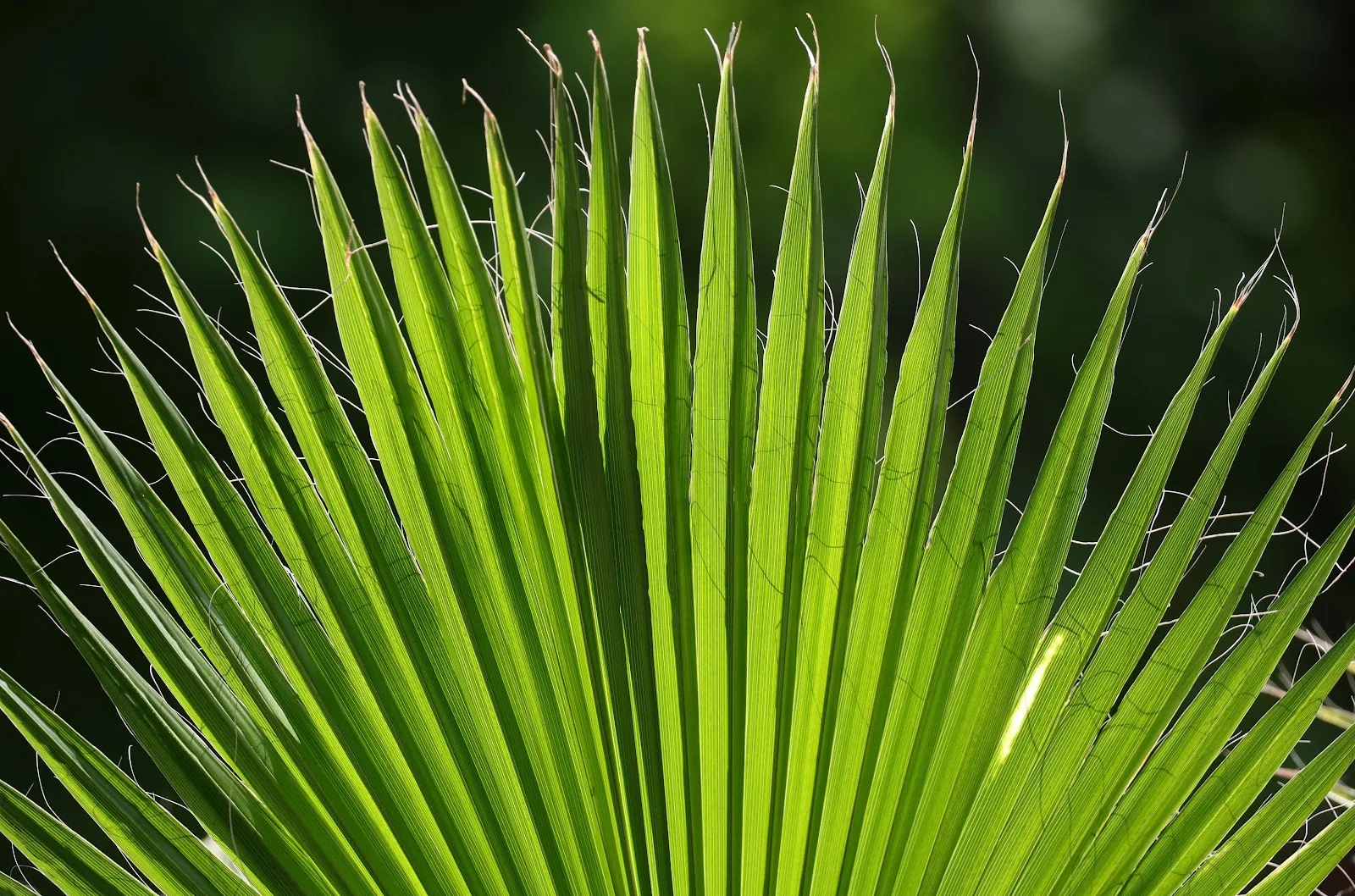 Vibrant Green Palm Frond Backlight - Nature Macro Photography 5K Wallpaper (5543x3665)