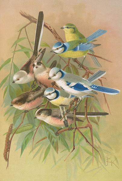 Parus coeruleus Aegithalus caudatus caudatus vagans caudatus Irbyi Parus cyanus