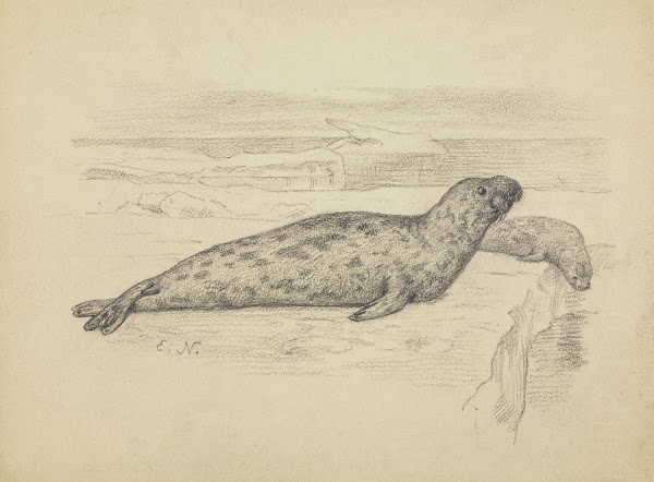Gammel klappmysshann sel på isen 1882