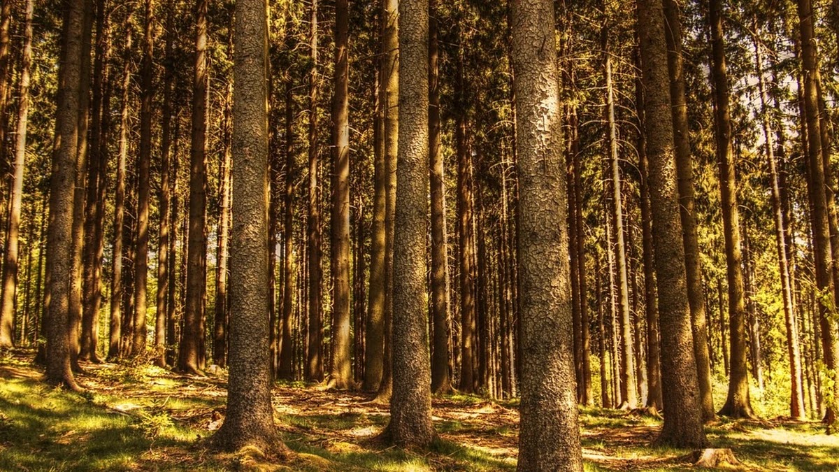 통화 개념의 시대별 변화와 경제적 의미 재해석