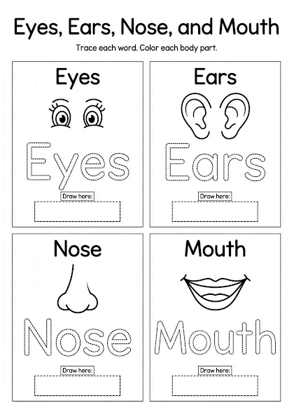 Eyes, Ears, Nose, and Mouth