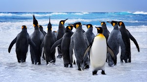 Penguins Wallpaper