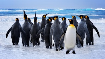 Penguins Wallpaper