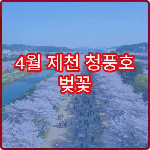 4월 제천 청풍호 벚꽃 하루 완벽 동선 초보자 시간표 완성