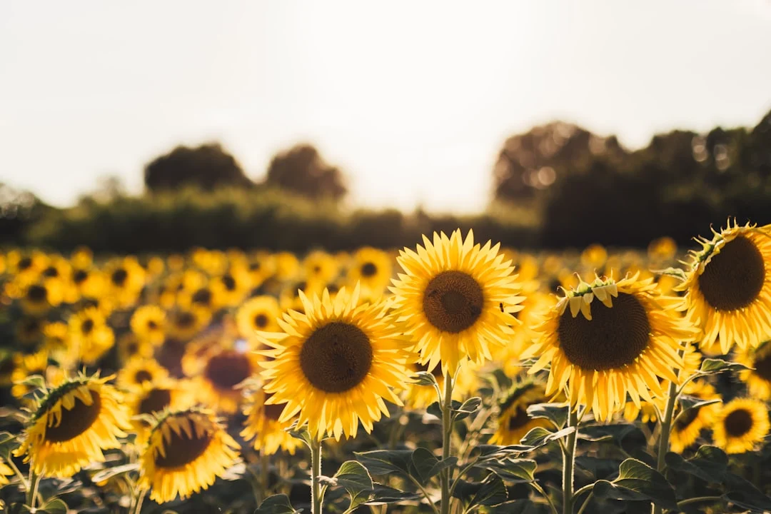 How Do Researchers Turn Sunflower Oil Pressing Waste Into Nutritious Bread Flour?