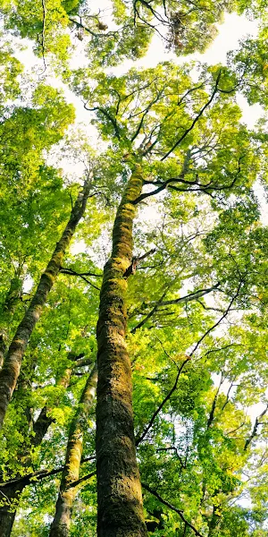 Forest, Canopy, Trees, Nature 4K Wallpaper Background