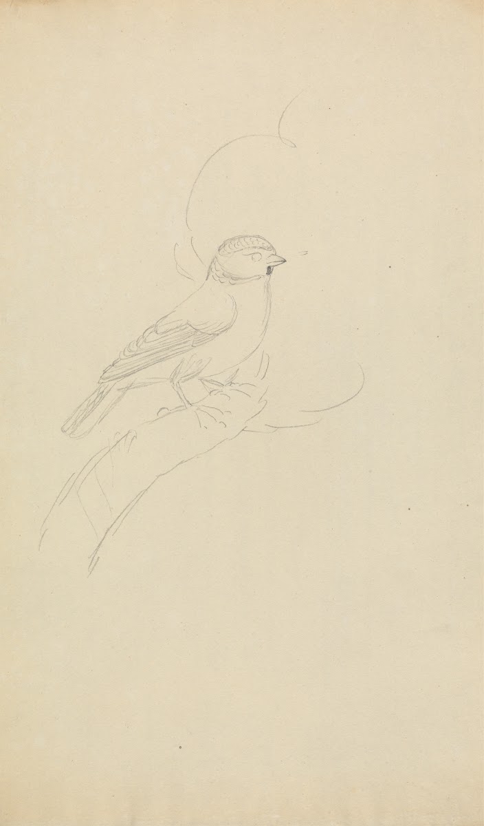 Eurasian blue tit
