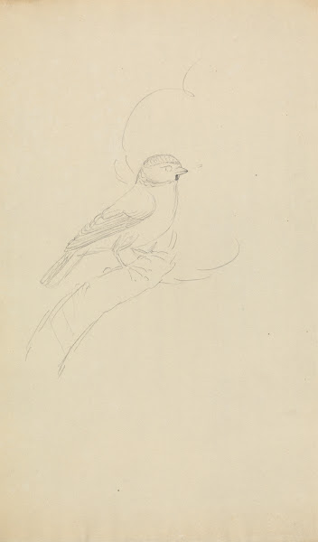 Eurasian blue tit