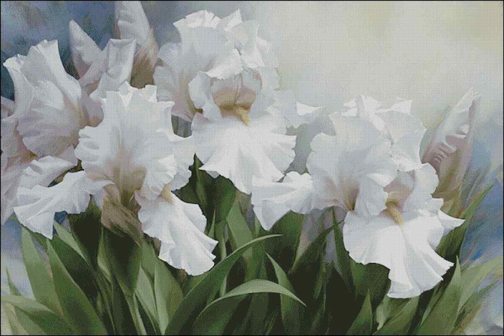 CMP 170225 White Irises