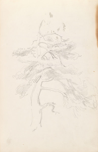 Furu 1843