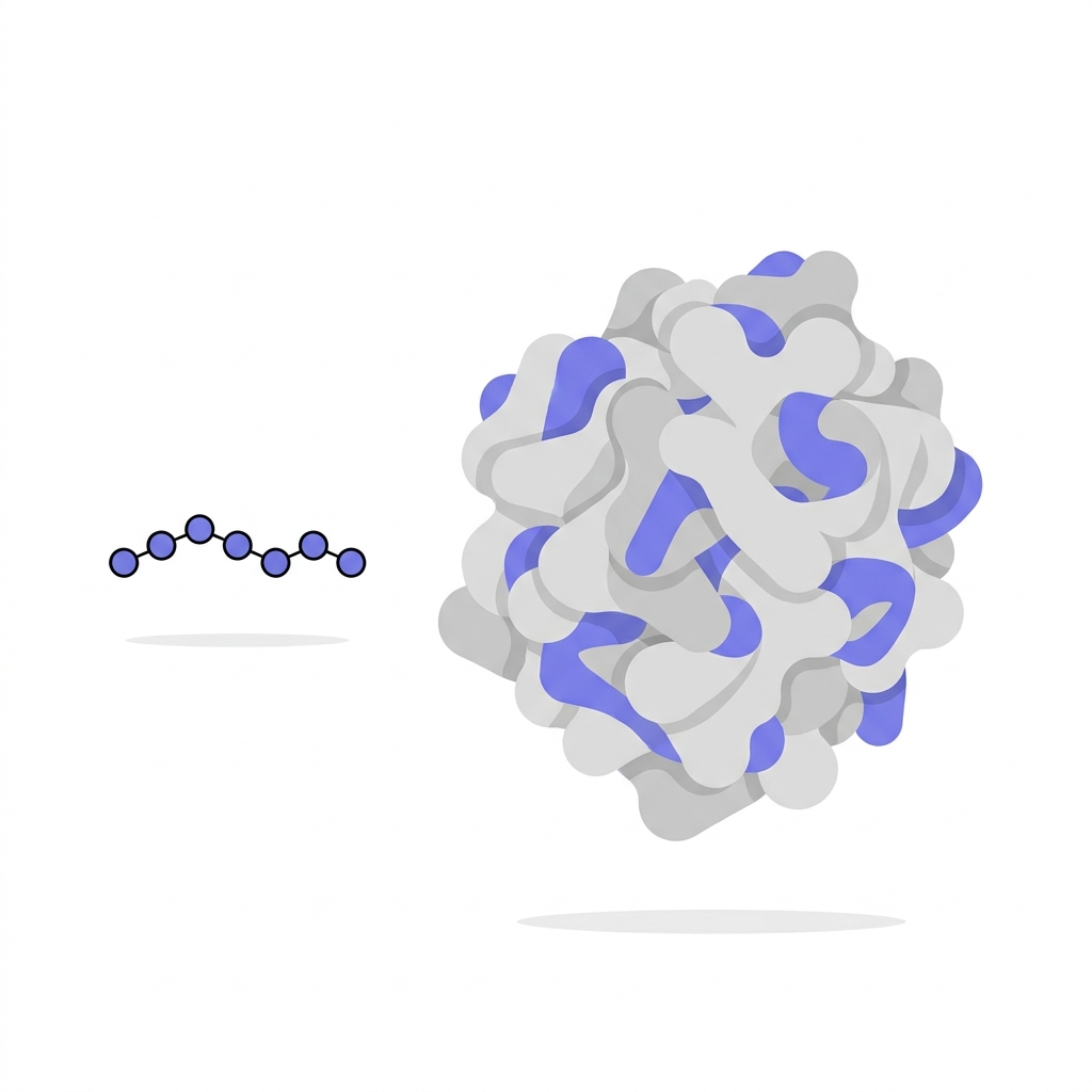 Minimalist schematic showing size comparison between a small bpc 157 peptide chain and a large protein hormone on white background with Peptide World accent color 7173eb